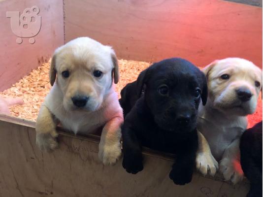 Labradol σκυλιά και κουτάβια προς πώληση